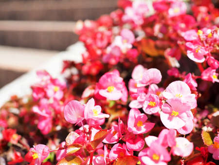 Begonia which is beautifully blooming