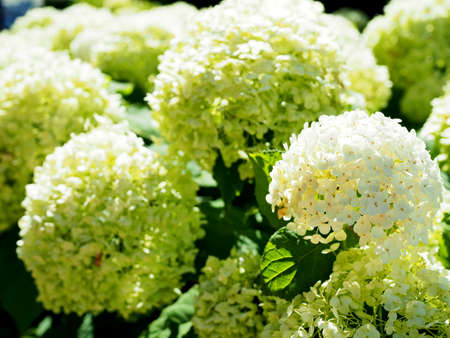 Hydrangea which is blooming beautifully