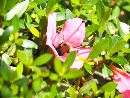 A bee gathering the flower pollenの写真素材