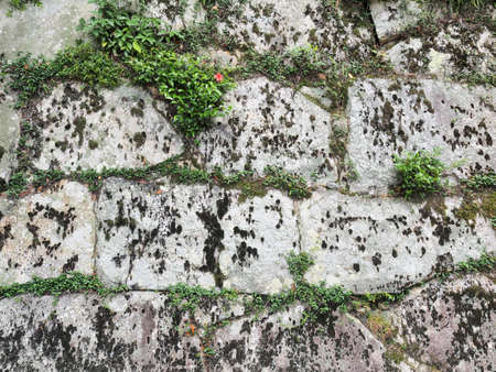 A grassy stone wallの写真素材