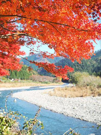 The autumn red stained leaves and the riverの写真素材