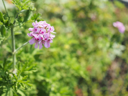 A pink flower blooming beautifully