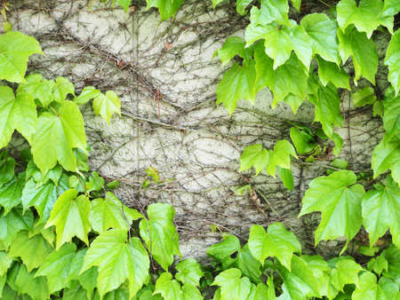 Ivy and leaf-covered wallsの写真素材