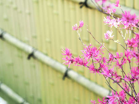 Pink flowers blooming beautifully