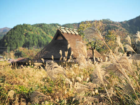 A rooster and a thief houseの写真素材