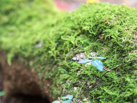 Moss-covered woodの写真素材