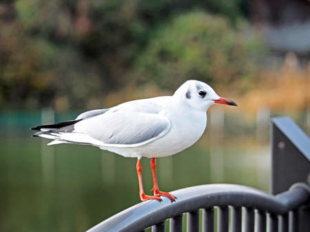 A waterfowl resting on the fence