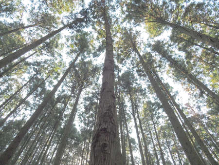 A forest with tall treesの写真素材