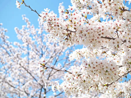 Clear blue sky and cherry blossoms in full bloom