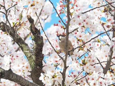 Cherry blossoms and sparrows that are beautifully bloomingの写真素材