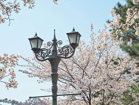 Cherry blossoms and street lights blooming beautifullyの写真素材