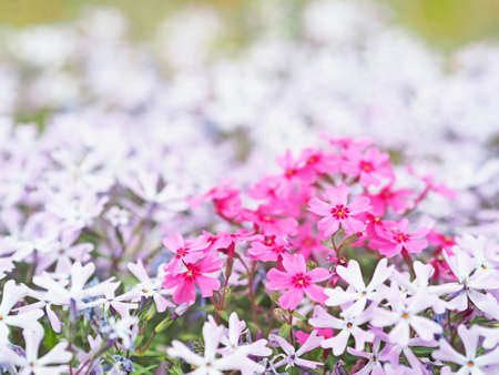 Pink flowers blooming beautifullyの写真素材