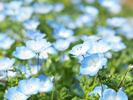 Blue flowers blooming beautifullyの写真素材