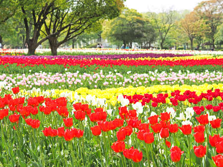 A tulip blooming beautifullyの写真素材