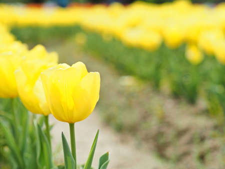 A tulip blooming beautifullyの写真素材
