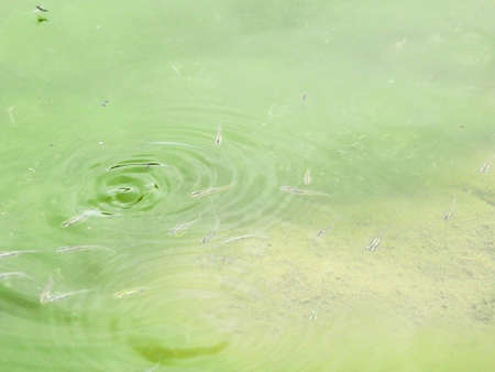 Fish swimming in the waterの写真素材