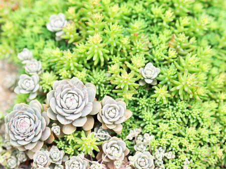 Succulent plants growing a lot