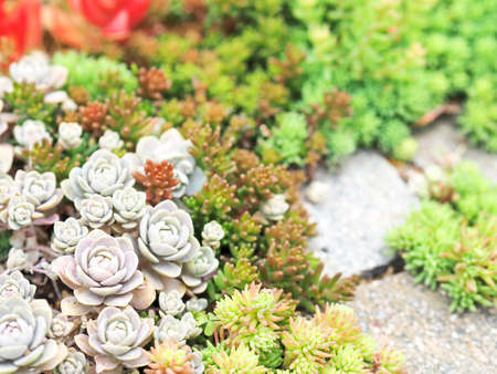 Succulent plants growing a lotの写真素材