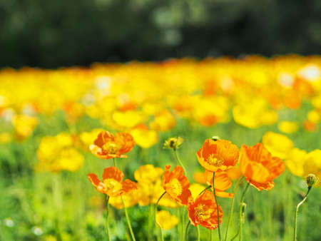 Poppies beautifully bloomingの写真素材