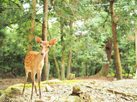 Cute deer at Nara Parkの写真素材