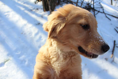 puppy in the snowの写真素材