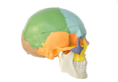 Human skull modelの写真素材