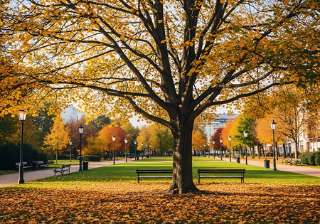 Autumn park with yellow trees and fallen leaves in the city.の素材