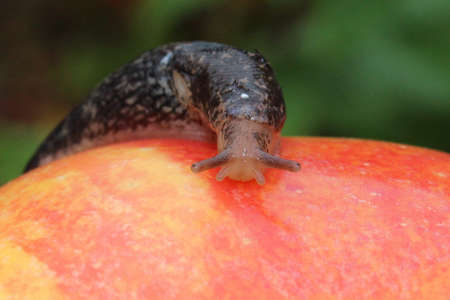 Slug Crawling on a Red Appleの写真素材