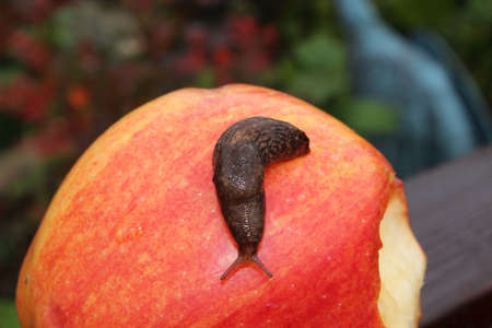 Slug Crawling on a Red Apple With a Bite in It