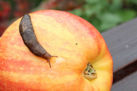 Slug Crawling Over a Red Appleの写真素材