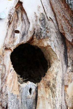 Bird Nest Hole Inside a Spruce Treeの写真素材