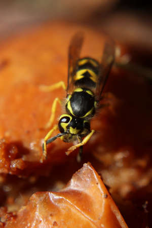 Closeup of a Hornet Eating a Rotting Appleの写真素材