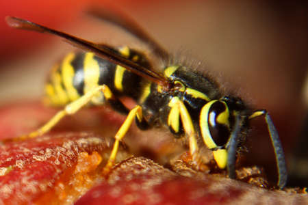 Macro View of a Wasp Eating a Red Appleの写真素材