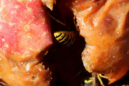 A Wasp Hidden in the Crack of an Appleの写真素材