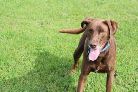Happy Dog Playing in the Parkの写真素材