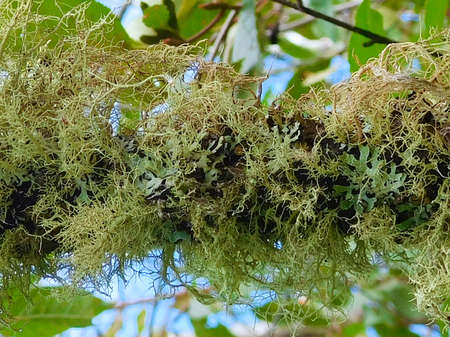 Closeup of Lichen on a Tree Branchの写真素材