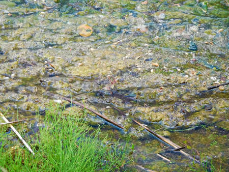 Debris collecting along a lake shore.の写真素材