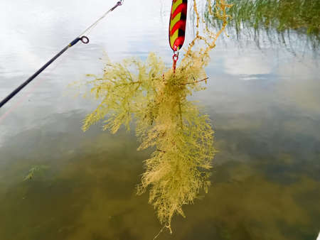 Casting out for fish and catching weeds.の写真素材