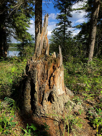Old tree stump by a lake on a sunny day.の写真素材