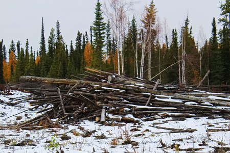 Slash piles left after clear cutting.