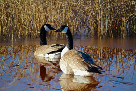 A pair of Canadian Geese searching for a nesting site.の写真素材