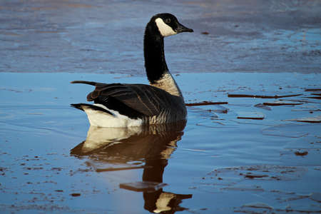 A Canada Goose swimming amongst ice.