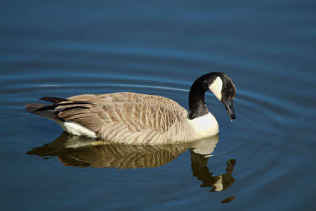 A Canada Goose swimming on calm water with a reflection.の写真素材