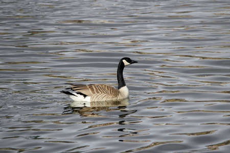 A Canada Goose swimming on a greyish colored water.の写真素材