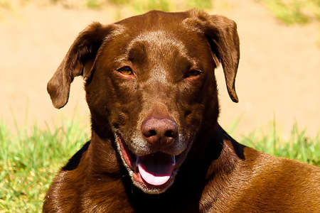 Closeup of a grinning dog head.の写真素材