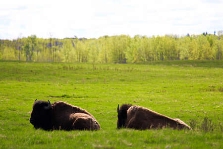 Two bison resting in Elk Island National Park Alberta Canada.の写真素材