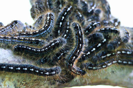 Closeup of a forest tent caterpillar aggregate.の写真素材