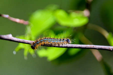 A macro shot of a forest tent caterpillar with leaves in the background appearing to look like a frog.の写真素材