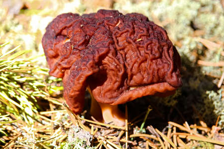 Stone morel mushroom.の写真素材