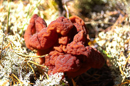 Stone morel mushroom.の写真素材